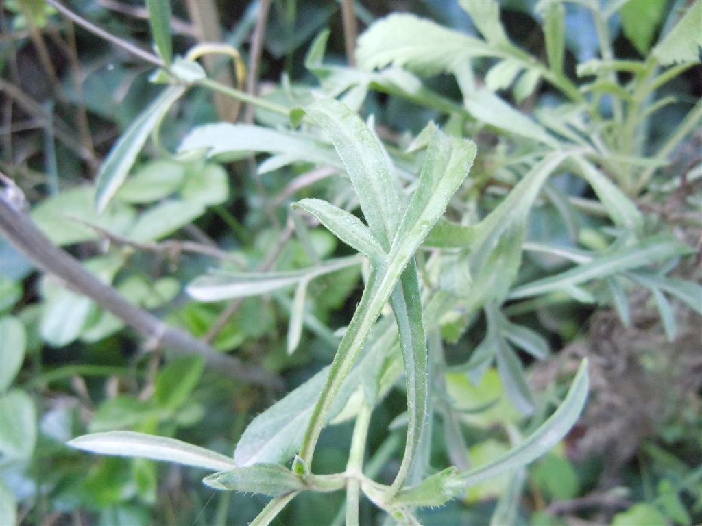 Sixalix atropurpurea